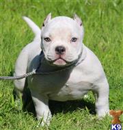 american pit bull puppy posted by Exotic Bully